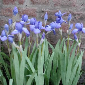 Iris blomster KIT
