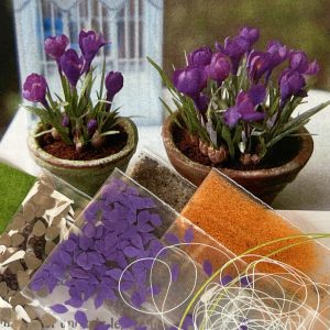 Krokus – Blomster KIT